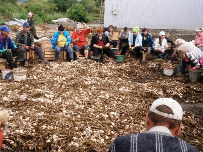 В Украине появится первый семенной завод чеснока