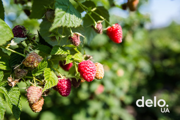 Благодатная ферма: драйвит быть инноватором в выращивании органических ягод