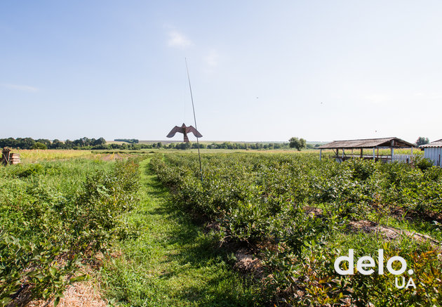 Благодатная ферма: драйвит быть инноватором в выращивании органических ягод