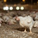 Крупнейшая птицефабрика на Западной Украине наращивает производство в два раза Крупнейшая птицефабрика на Западной Украине наращивает производство в два раза