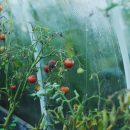 Почти вся украинская органическая продукция продается за рубеж Почти вся украинская органическая продукция продается за рубеж