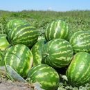 В 2018 году ожидают больший урожай арбузов и дынь В 2018 году ожидают больший урожай арбузов и дынь