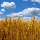 Рекордно высокие объемы продаж российской пшеницы за границу разоряют фермеров США Рекордно высокие объемы продаж российской пшеницы за границу разоряют фермеров США