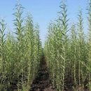 Сколько земли в Украине засевают биоэнергетическими культурами Сколько земли в Украине засевают биоэнергетическими культурами