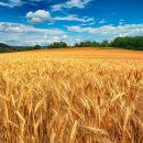 Саудовская Аравия купила крупный украинский агрохолдинг