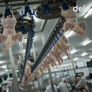 Благодаря чему МХП Косюка наращивает производство курятины в 2018 году