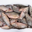 Какие страны покупают мороженую рыбу из Украины Какие страны покупают мороженую рыбу из Украины