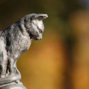 В Египте археологи нашли большое количество мумий кошек В Египте археологи нашли большое количество мумий кошек