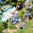 Благодатная ферма: драйвит быть инноватором в выращивании органических ягод