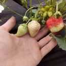 ФайнаBerry: агротуризм — це цікаво для міських жителів, що виросли "на асфальті" ФайнаBerry: агротуризм — це цікаво для міських жителів, що виросли "на асфальті"