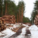 Лес в Украине будут продавать через аукцион — поручение Гройсмана Лес в Украине будут продавать через аукцион — поручение Гройсмана